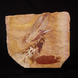 GLOSSOPTERIS BROWNIANA LEAF FOSSIL, Permian, Australia YLF001