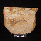 GLOSSOPTERIS BROWNIANA LEAF FOSSIL, Permian, Australia YLF001