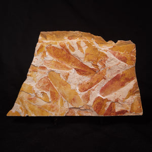 Australian Fossil Plants