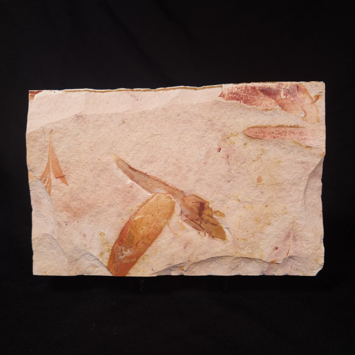 GLOSSOPTERIS BROWNIANA LEAF FOSSIL, Permian, Australia YLF003