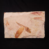 GLOSSOPTERIS BROWNIANA LEAF FOSSIL, Permian, Australia YLF003
