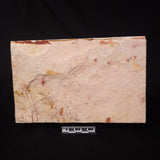 GLOSSOPTERIS BROWNIANA LEAF FOSSIL, Permian, Australia YLF003