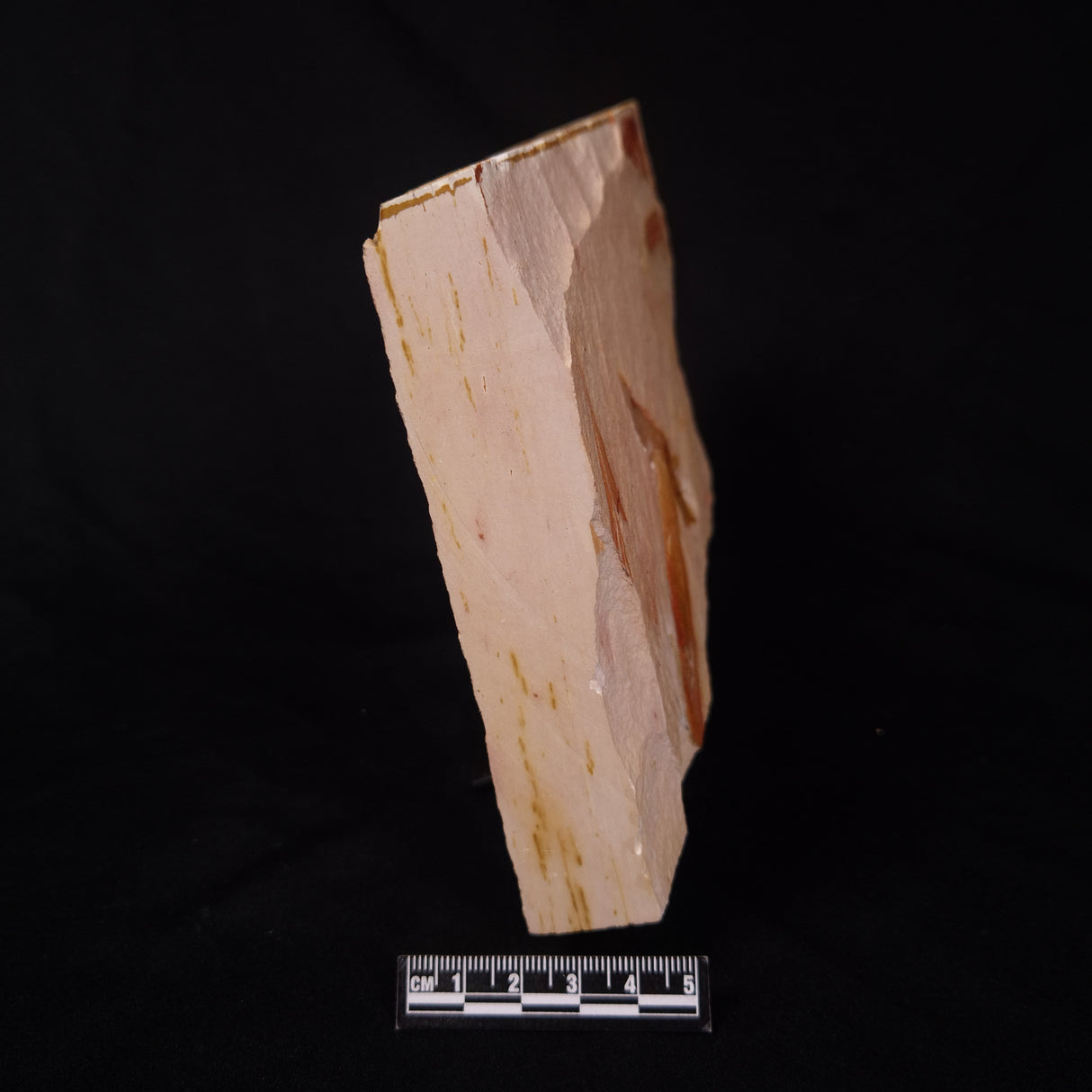GLOSSOPTERIS BROWNIANA LEAF FOSSIL, Permian, Australia YLF003