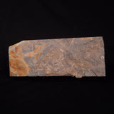 GLOSSOPTERIS DUOCAUDATA LEAF FOSSIL, Permian, Australia YLF007