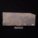 GLOSSOPTERIS DUOCAUDATA LEAF FOSSIL, Permian, Australia YLF007