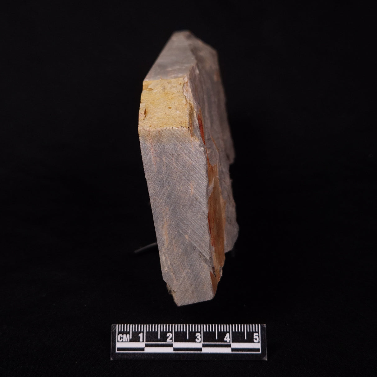 GLOSSOPTERIS DUOCAUDATA LEAF FOSSIL, Permian, Australia YLF007