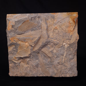 View All Fossil Plants 