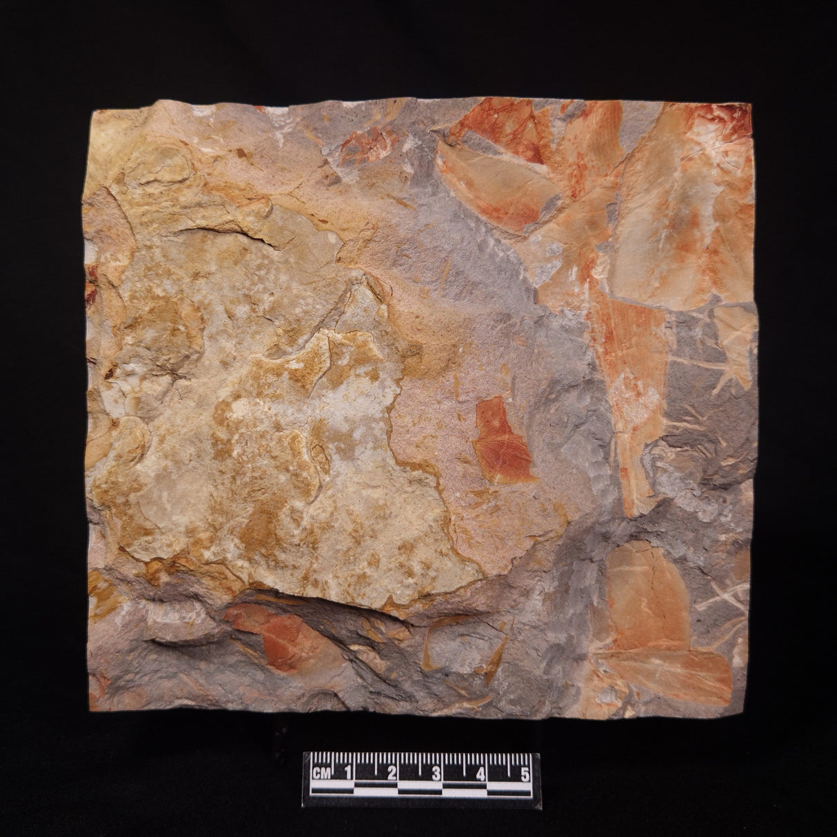 GLOSSOPTERIS DUOCAUDATA LEAF FOSSIL, Permian, Australia YLF009