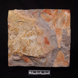 GLOSSOPTERIS DUOCAUDATA LEAF FOSSIL, Permian, Australia YLF009