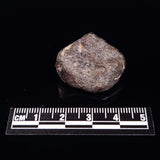 NWA RUMURUTI-TYPE METEORITE, North West Africa XRM005