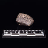 NWA RUMURUTI-TYPE METEORITE, North West Africa XRM019