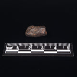MUNDRABILLA METEORITE, Western Australia XMM010