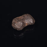 MUNDRABILLA METEORITE, Western Australia XMM013