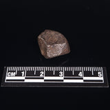 MUNDRABILLA METEORITE, Western Australia XMM016