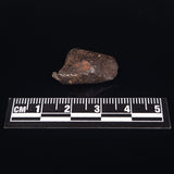 MUNDRABILLA METEORITE, Western Australia XMM017