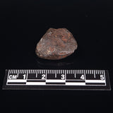 MUNDRABILLA METEORITE, Western Australia XMM018