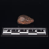 MUNDRABILLA METEORITE, Western Australia XMM019