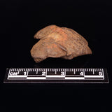 GEBEL KAMIL METEORITE, Egypt XGK007