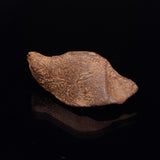 GEBEL KAMIL METEORITE, Egypt XGK011