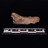 GEBEL KAMIL METEORITE, Egypt XGK012