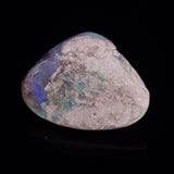 OPAL SHELL CYRENOPSIS sp. Cretaceous, Australia YOS006