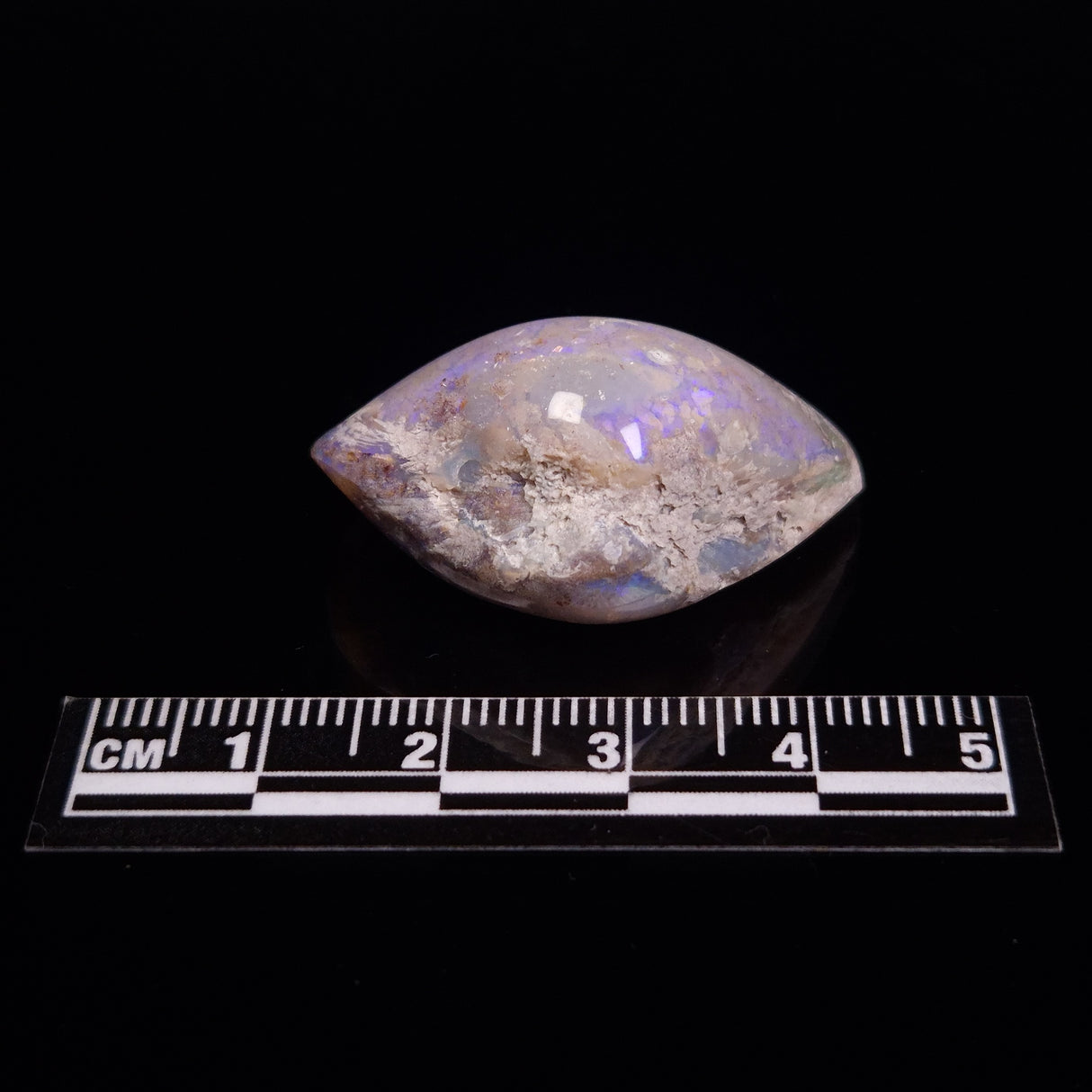 OPAL SHELL CYRENOPSIS sp. Cretaceous, Australia YOS006