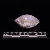 OPAL SHELL CYRENOPSIS sp. Cretaceous, Australia YOS006
