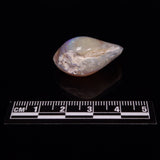OPAL SHELL CYRENOPSIS sp. Cretaceous, Australia YOS007