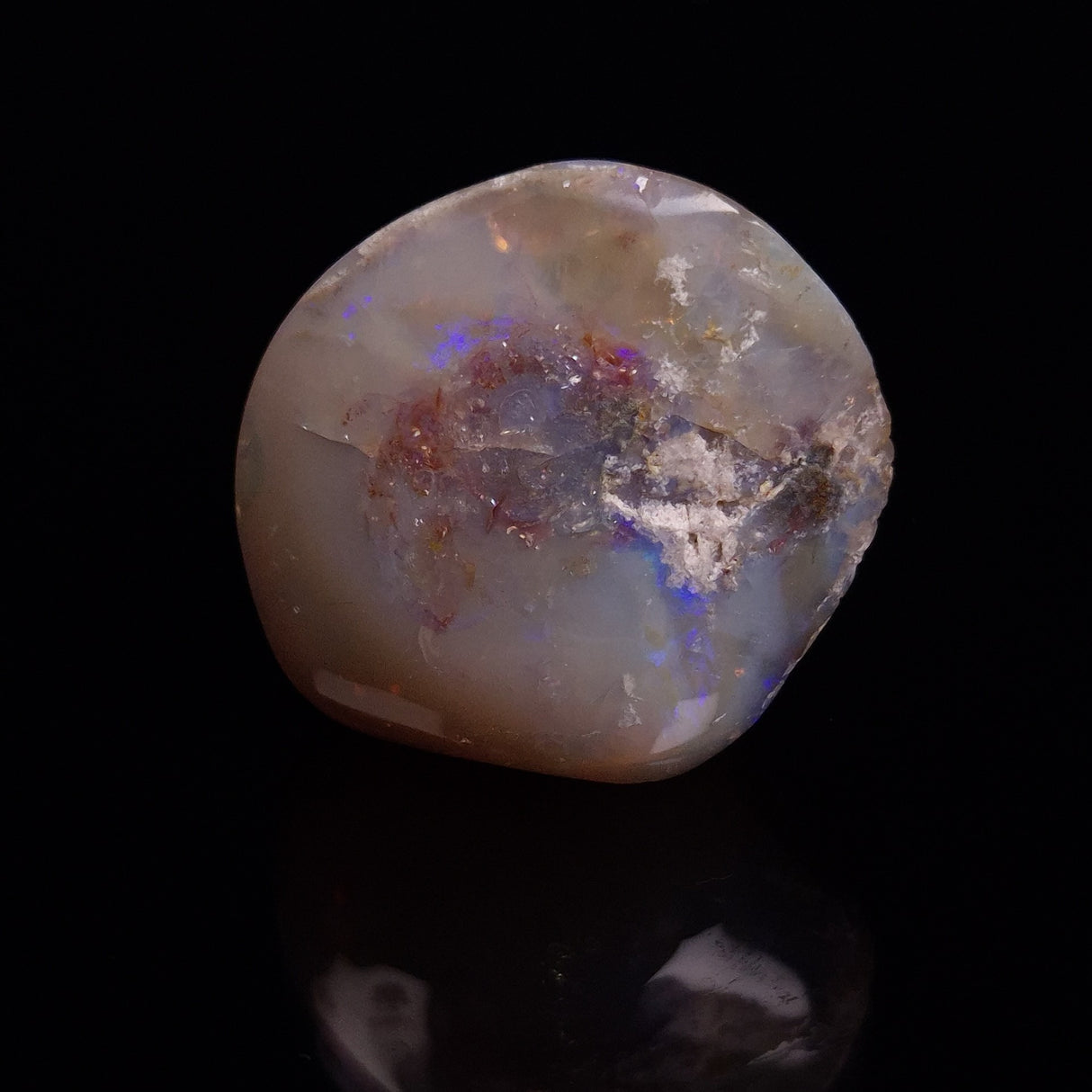 OPAL SHELL CYRENOPSIS sp. Cretaceous, Australia YOS008