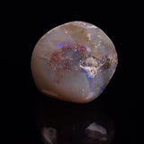 OPAL SHELL CYRENOPSIS sp. Cretaceous, Australia YOS008