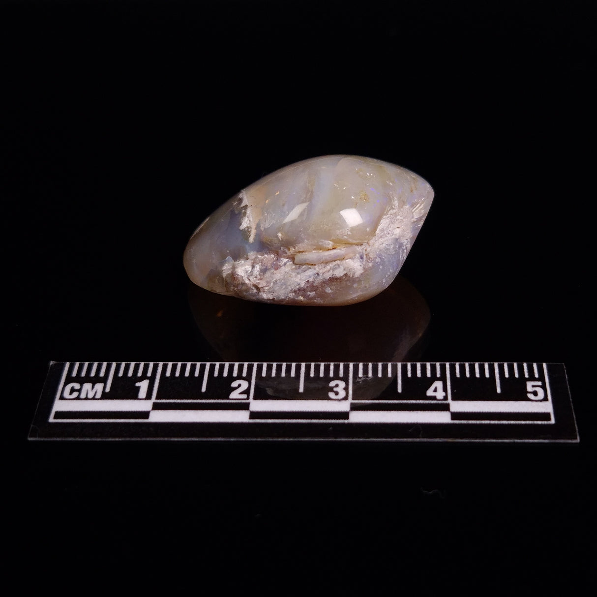 OPAL SHELL CYRENOPSIS sp. Cretaceous, Australia YOS008