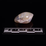 OPAL SHELL CYRENOPSIS sp. Cretaceous, Australia YOS008