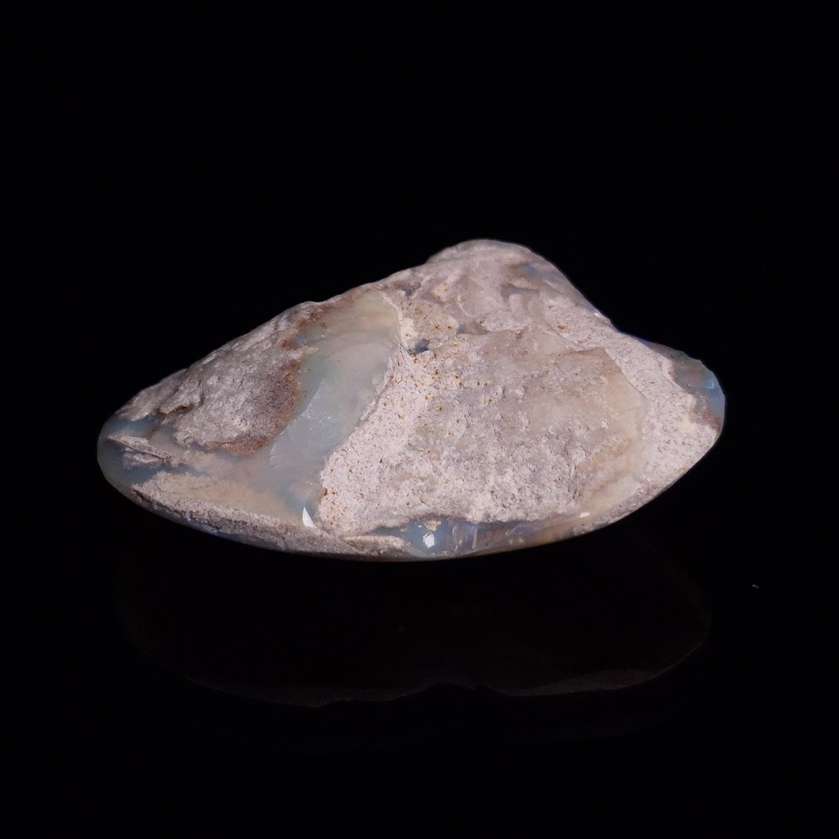 OPAL SHELL CYRENOPSIS sp. Cretaceous, Australia YOS009