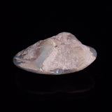 OPAL SHELL CYRENOPSIS sp. Cretaceous, Australia YOS009