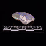 OPAL SHELL CYRENOPSIS sp. Cretaceous, Australia YOS009