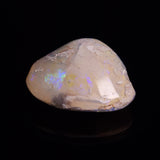 OPAL SHELL CYRENOPSIS sp. Cretaceous, Australia YOS012