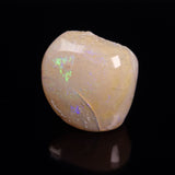 OPAL SHELL CYRENOPSIS sp. Cretaceous, Australia YOS013