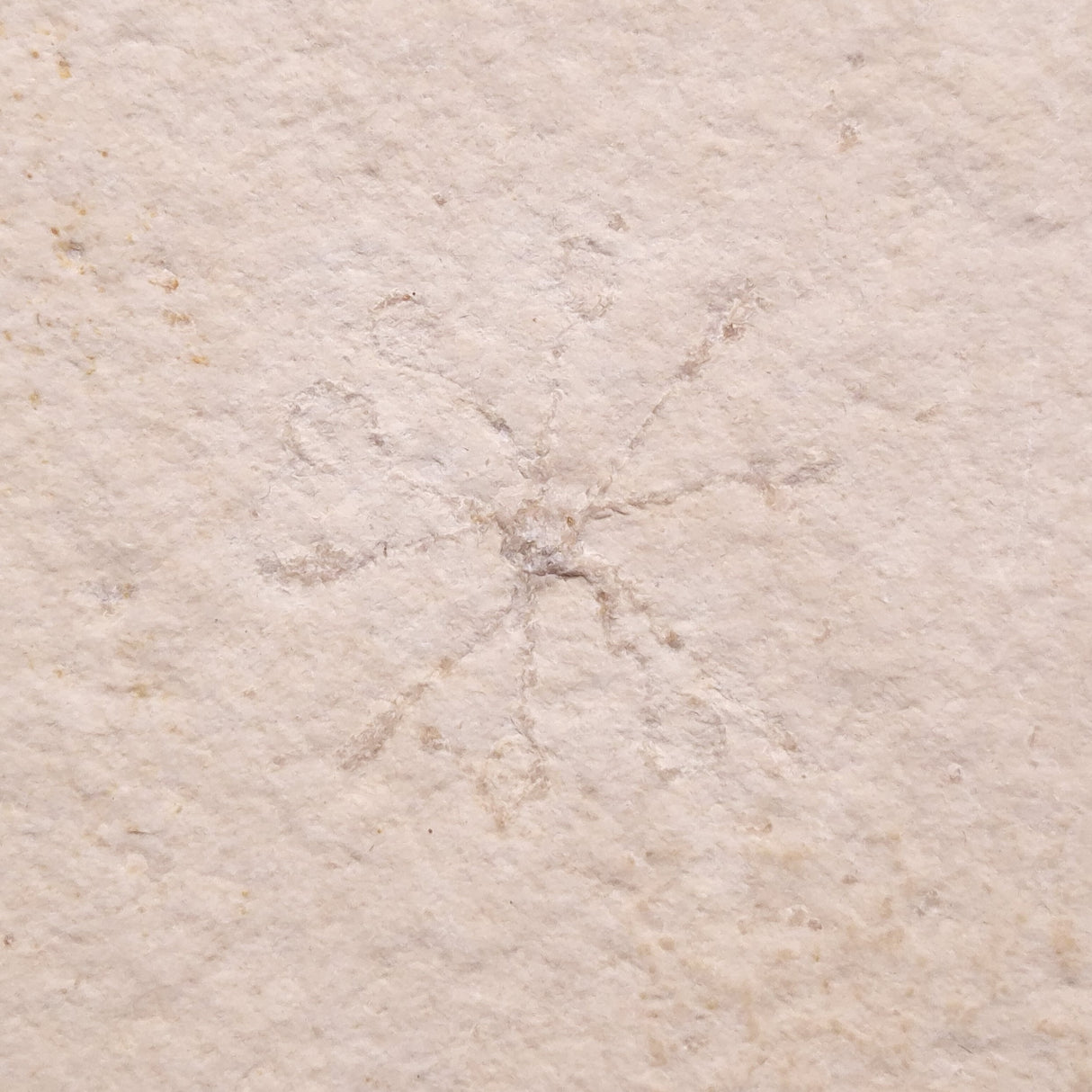 FLOATING CRINOID FOSSIL SACCOCOMA PECTINATA, Jurassic, Germany XFC013