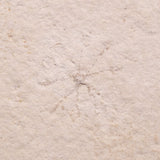 FLOATING CRINOID FOSSIL SACCOCOMA PECTINATA, Jurassic, Germany XFC013