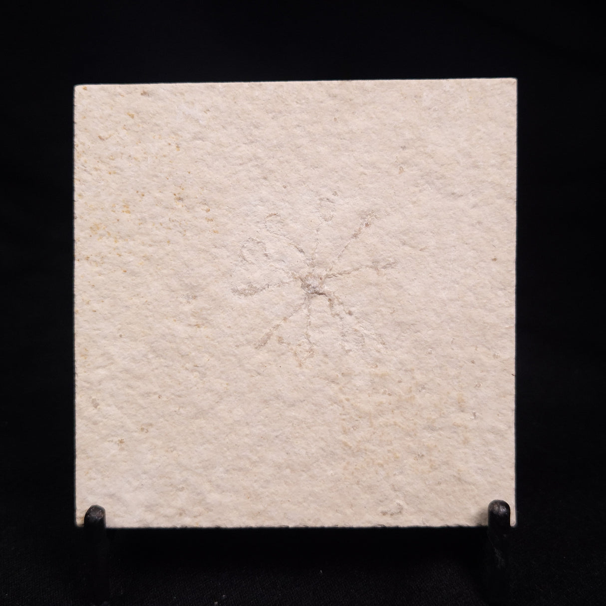 FLOATING CRINOID FOSSIL SACCOCOMA PECTINATA, Jurassic, Germany XFC013