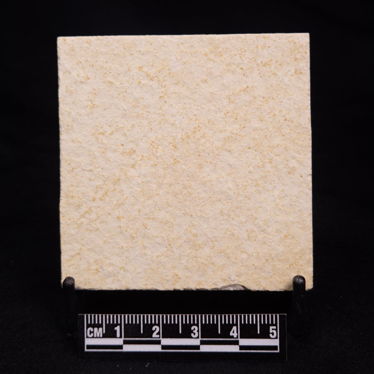 FLOATING CRINOID FOSSIL SACCOCOMA PECTINATA, Jurassic, Germany XFC013