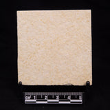 FLOATING CRINOID FOSSIL SACCOCOMA PECTINATA, Jurassic, Germany XFC013