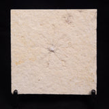 FLOATING CRINOID FOSSIL SACCOCOMA PECTINATA, Jurassic, Germany XFC014