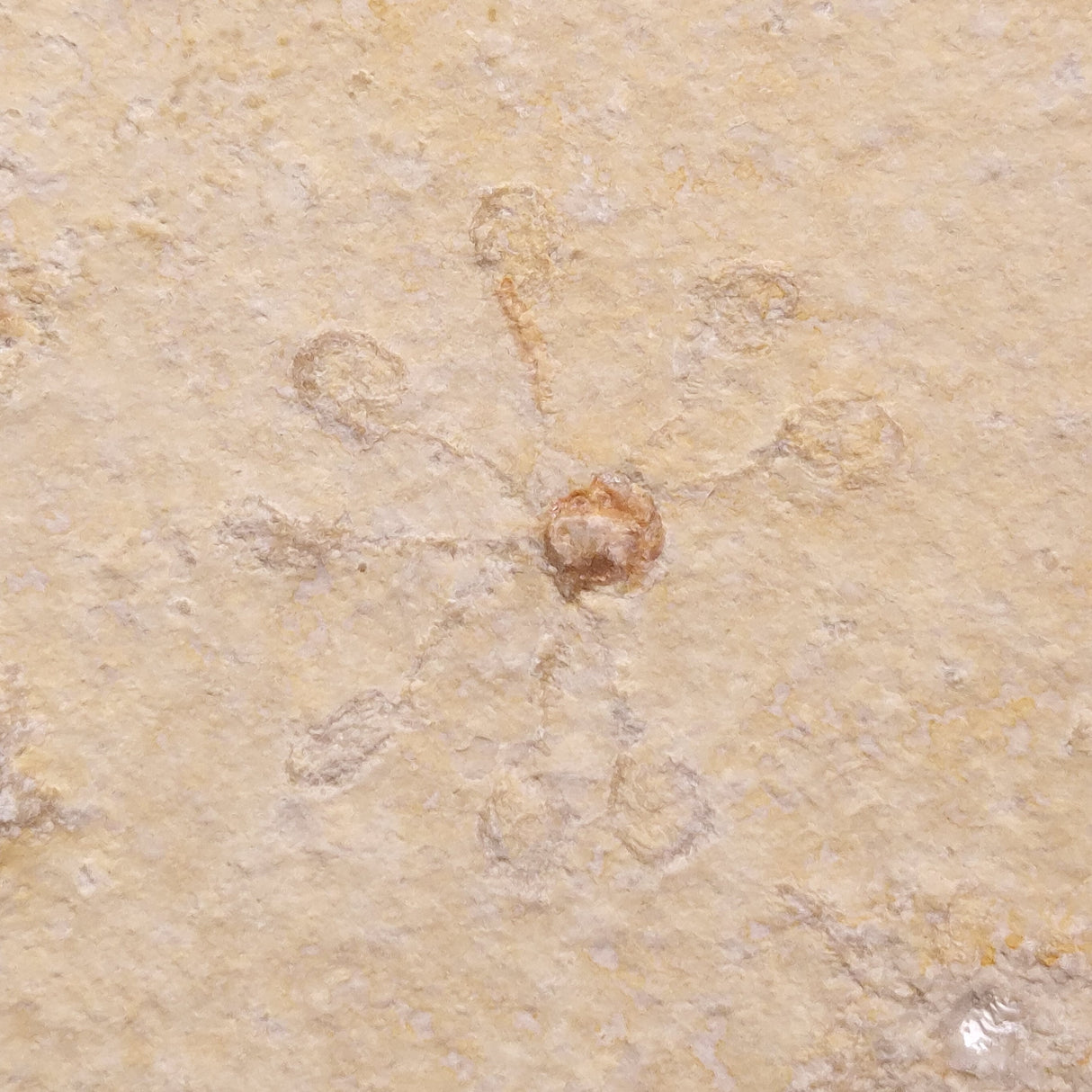 FLOATING CRINOID FOSSIL SACCOCOMA PECTINATA, Jurassic, Germany XFC015