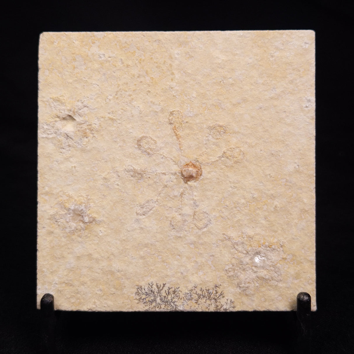 FLOATING CRINOID FOSSIL SACCOCOMA PECTINATA, Jurassic, Germany XFC015