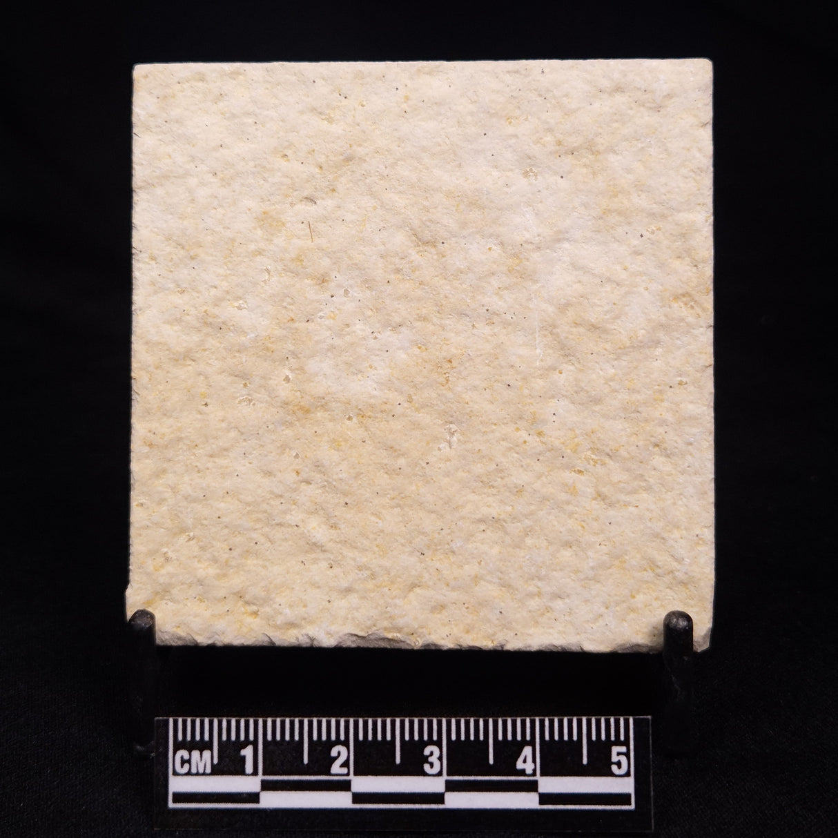 FLOATING CRINOID FOSSIL SACCOCOMA PECTINATA, Jurassic, Germany XFC015