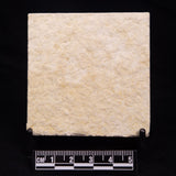 FLOATING CRINOID FOSSIL SACCOCOMA PECTINATA, Jurassic, Germany XFC015