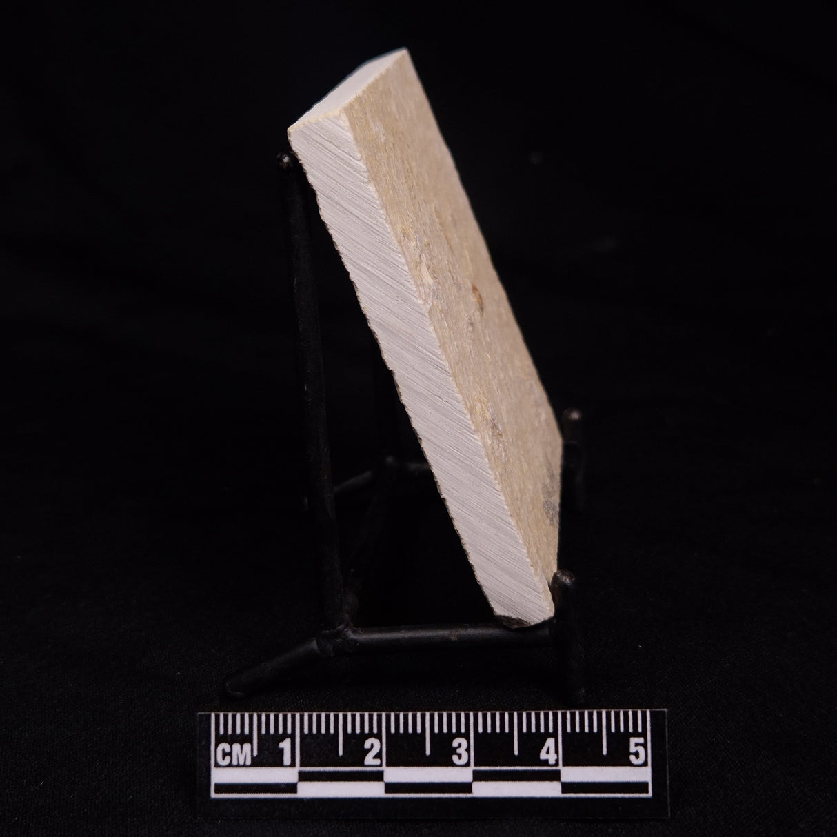 FLOATING CRINOID FOSSIL SACCOCOMA PECTINATA, Jurassic, Germany XFC015