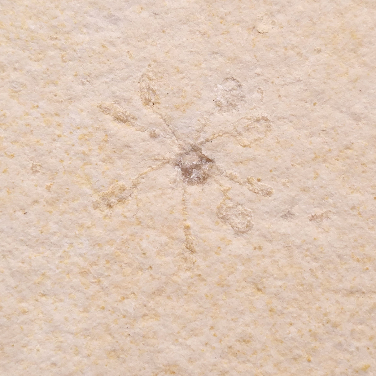 FLOATING CRINOID FOSSIL SACCOCOMA PECTINATA, Jurassic, Germany XFC020