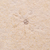 FLOATING CRINOID FOSSIL SACCOCOMA PECTINATA, Jurassic, Germany XFC020